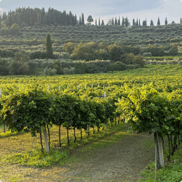 Luca — Your Concierge - Lake Garda 🌟 - Image 2